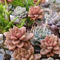  ブロンズ姫,グラプト 系,多肉植物,春が来た❣️,グラプト系の画像