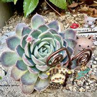 虹の玉,7cエケベリア,つぶつぶ屋さん　小梅,地植え,エケベリア属の画像