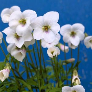 山野草,スマホ撮影,棚の画像