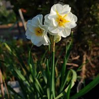 シレネ,スイセン,チューリップ,ネモフィラ,原種チューリップの画像