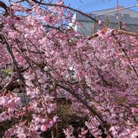 枝垂れ桜,シダレザクラ,満開,ガーデンネックレス横浜2026コンテスト,畑の画像