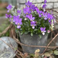 ビオラ,マイガーデン,ありがとう♡,しあわせ♡の画像