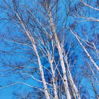 ミズバショウ,白樺,蕗の薹　フキノトウの画像