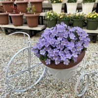 ステラ,ステラスノーストーム グレイシアブルー,PR,ガーデニング初心者,Proven Winnersの画像