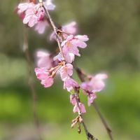 オキナグサ,オキナグサ,サクラ,サクラソウ,サクラソウの画像