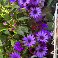 ペリカリス,ペリカリス フルーエトワール,お花,花のある暮らし,花好きさんと繋がりたいの画像