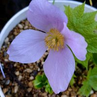 シラネアオイ,愛しの紫の画像