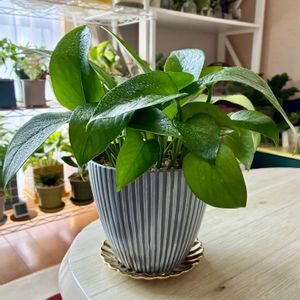 ポトス,ポトスパーフェクトグリーン,観葉植物,水栽培,緑のある暮らしの画像