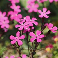 シレネ,河津桜,ヤマザクラ,シレネ ピンクパンサー(シレネ カロリニアナ),山野草の画像