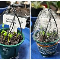 観葉植物,実生,観葉植物のある暮らし,湘南台,ボタニカルソイルの画像