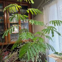 エバー・フレッシュ,取り木,剪定,リビング・ダイニングの画像