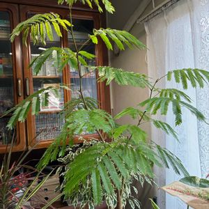 エバー・フレッシュ,取り木,剪定,リビング・ダイニングの画像