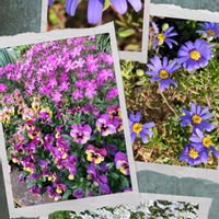 イベリス,シレネ,ブルーデージー,ビオラ,チーム愛知の画像