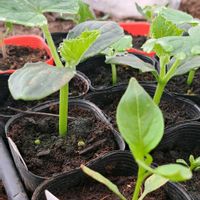 種蒔き,家庭菜園,畑の画像