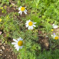 カモミールの画像