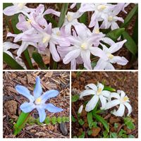 チオノドクサ,チオノドクサ,チオノドクサの画像