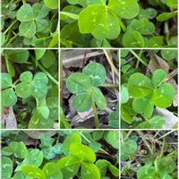 クローバー,四つ葉のクローバー,白詰草（クローバー）,四つ葉クローバー,幸せの四つ葉のクローバーの画像