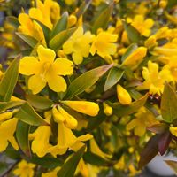 カロライナジャスミン,カロライナジャスミン,カロライナジャスミン,カロライナジャスミン,鉢植えの画像