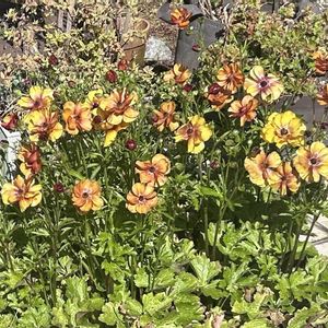 ラナンキュラス,花のある暮らし,ジャングル化計画,おうち園芸の画像