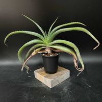 多肉植物,観葉植物,アロエ属,珍奇植物,ビザールプランツの画像