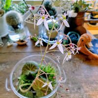 ユキノシタ,つぶやき,北海道,ありがとう,春ですね♪の画像