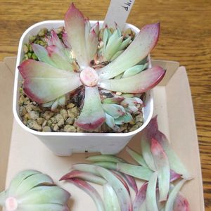 ミックスベリア　赤鬼,軒下の画像