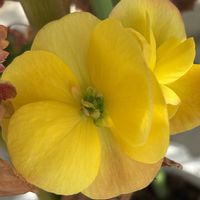 シラン,ツツジ,ベゴニア,紅葉,葉牡丹の画像