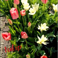 カモミール,チューリップ,ガーデニング,花のある暮らし,小さな庭の画像