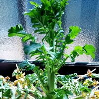 大根,カイワレ大根,玄関内側の画像