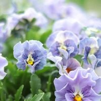 ビオラ,mococoビオラ,鉢植え,ガーデニング,紫の花の画像