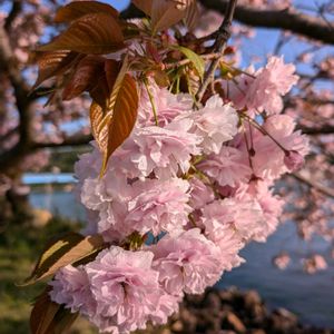 サクラ,八重桜,しだれ桜,ヤマザクラ,エドヒガンの画像
