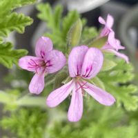 ローズゼラニウムの画像