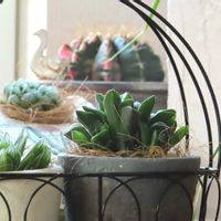 サボテン,ハオルチア,多肉植物,青森,花のある暮らしの画像