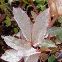 クリスマスローズ,ステルニー ネオ スターダスト,カラーリーフ,庭の画像