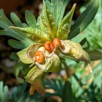 セツブンソウ,山野草,絶滅危惧種,スプリングエフェメラル,在来種の画像