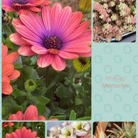 アロエ,ミルキーウェイ,プリムラ　ジュリアン,オステオスペルマム アキラの画像