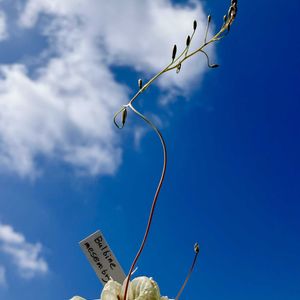 Bulbine mesembryanthoides,メセブリ,カクタス広瀬,金曜日の蕾たち,窓辺の画像