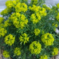 ユーフォルビア キパリッシアス,初心者あるある,地下茎の画像