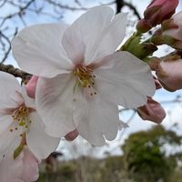 ウメ,オオデマリ,サクラ,サンショ,今日のお花の画像