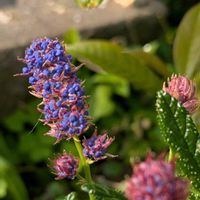 セアノサス,セアノサスの画像