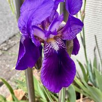 ジャーマンアイリス,ビオラ,ガーデニング,庭の画像