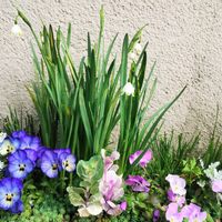 アリッサム,シロタエギク,セダム,チューリップ,パンジー・ビオラの画像