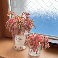 多肉植物,多肉大好き,多肉の花,多肉中毒,多肉のある暮らしの画像