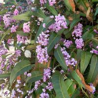 ハーデンベルギアの画像