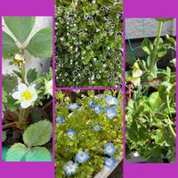 イチゴ,イチゴ,レタス,レタス,チマサンチュの画像