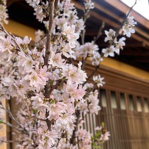 オカメザクラ,ケイオウザクラ,ヨウコウザクラ,啓翁桜（けいおうざくら）,陽光桜(ようこう)の画像