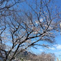 サクラ,チューリップ,ニンニク,花のある暮らし,春の訪れの画像