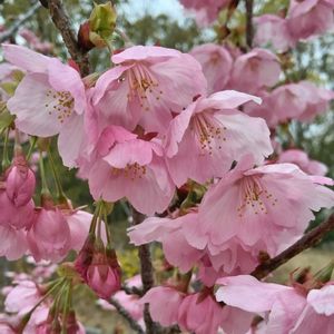 オカメザクラ,公園,樹木,さくら 桜 サクラ,木に咲く花の画像