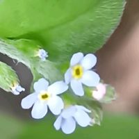 キュウリグサの画像