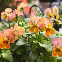 ローダンセマム,ビオラ,花のある暮らし,植物のある暮らし,ビオラ・パンジーの画像